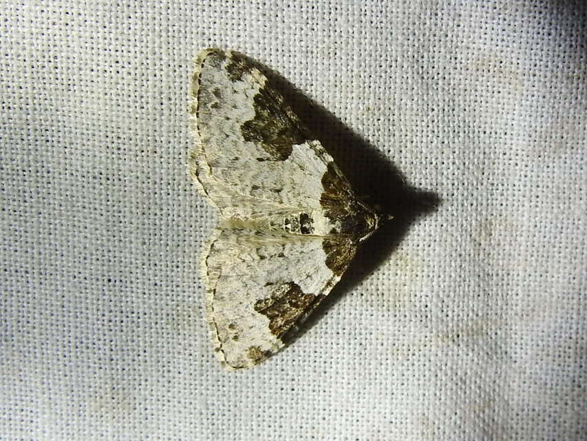 Xanthorhoe fluctuata - közönséges tarkaaraszoló