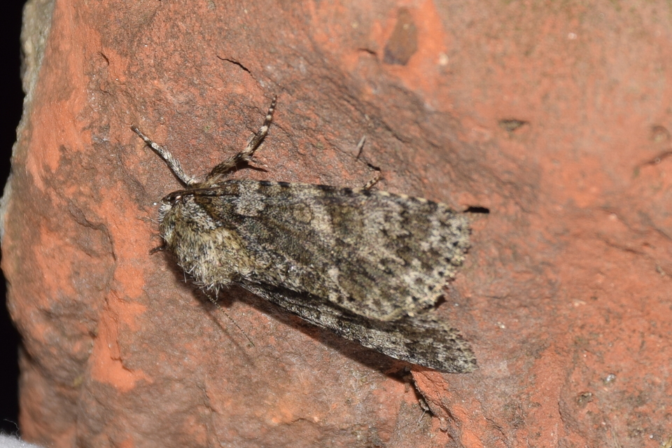Acronicta megacephala - nagyfejű szigonyosbagoly