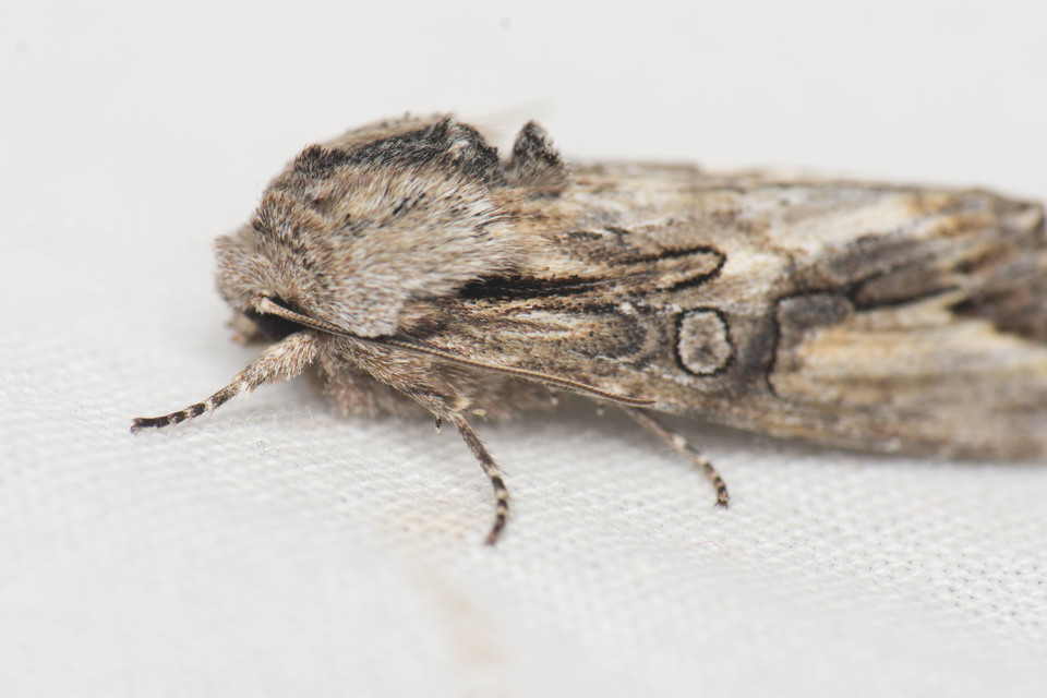 Egira conspicillaris - változékony szürkebagoly