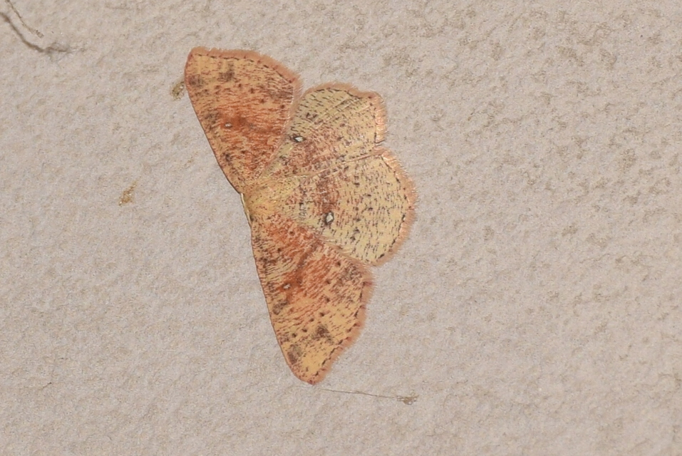 Cyclophora porata - körös pettyesaraszoló