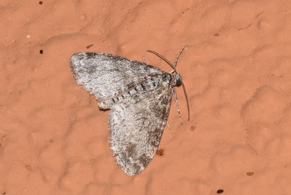 Lobophora halterata - szárnyfüggelékes araszoló