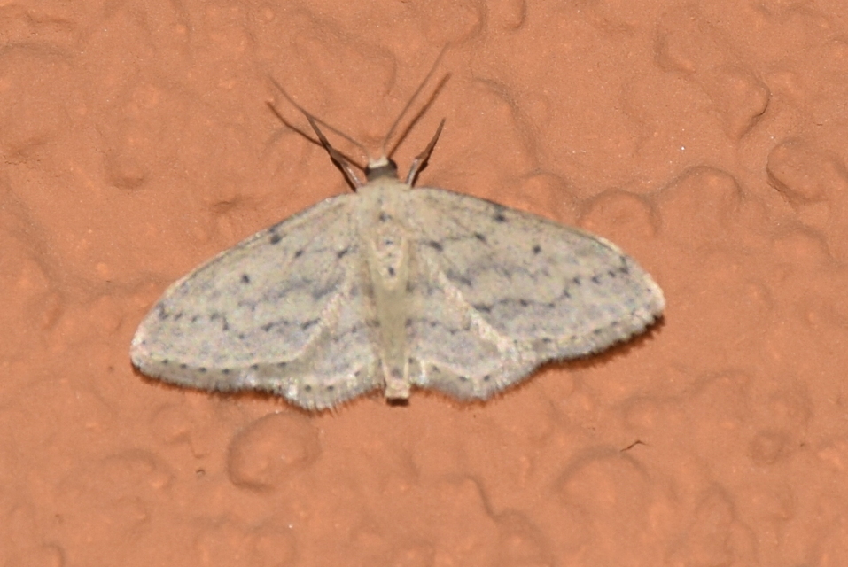 Idaea seriata - szürke apróaraszoló