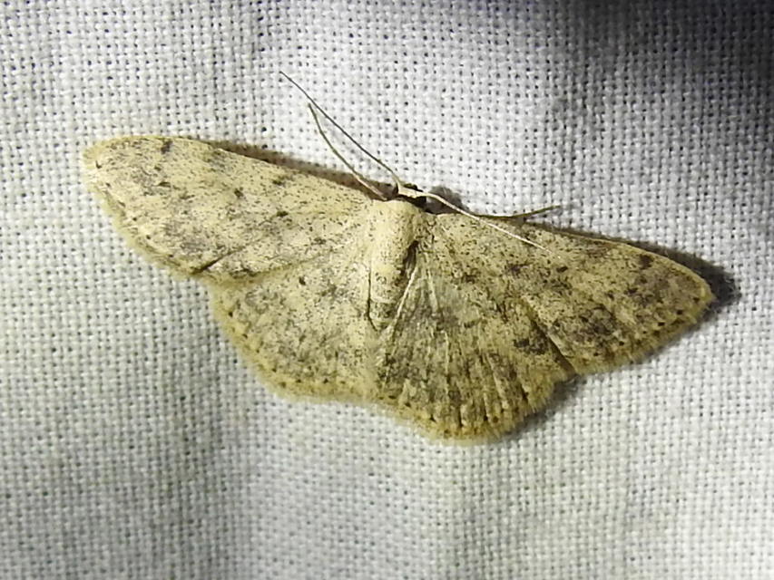 Scopula marginepunctata - pettyes sávosaraszoló
