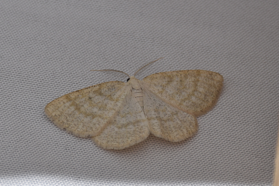 Cabera exanthemata - pettyes égeraraszoló