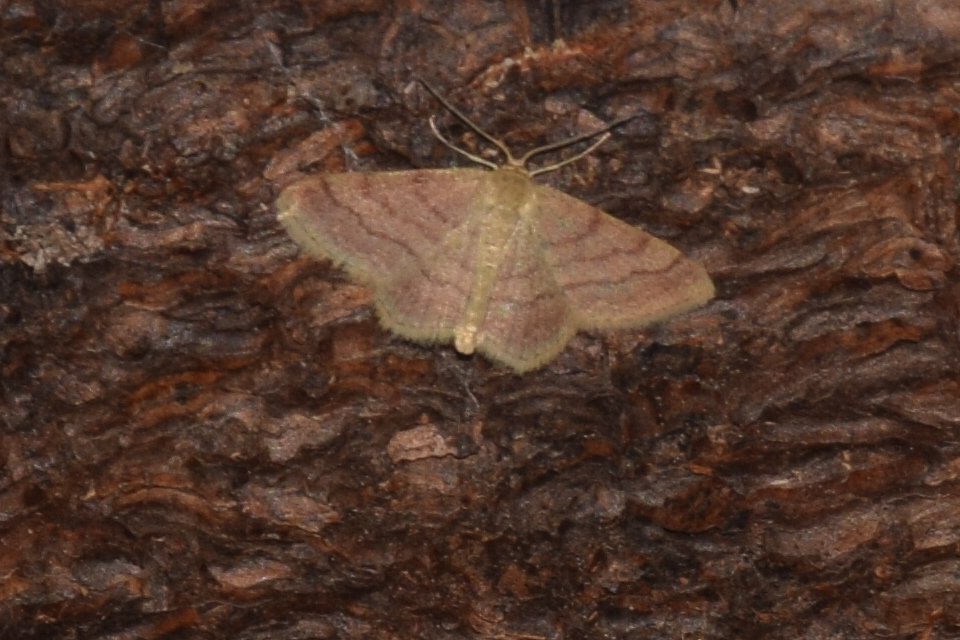 Scopula rubiginata - réti pirosaraszoló