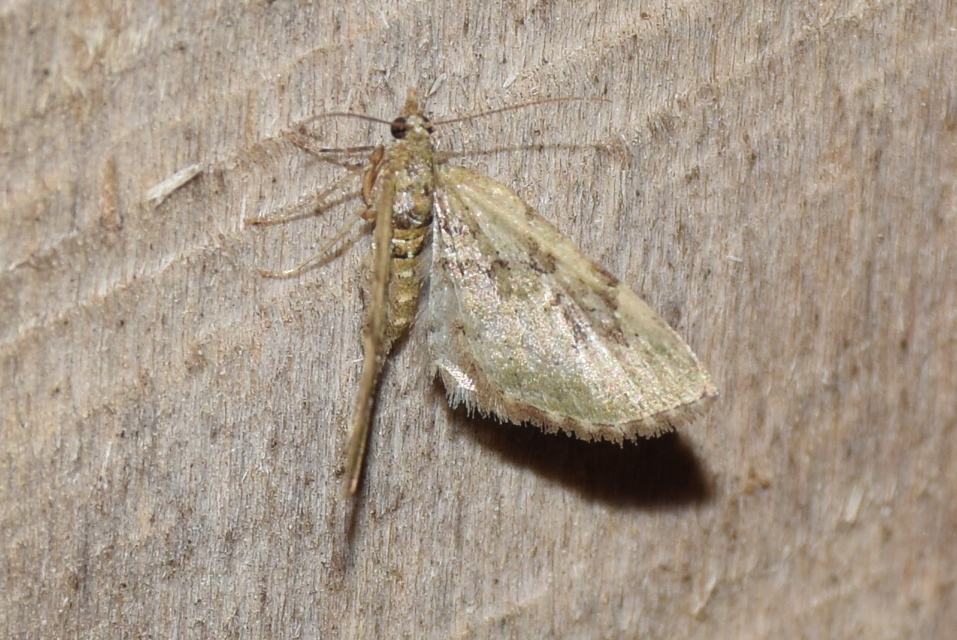 Chloroclystis v-ata - zöldes törpearaszoló