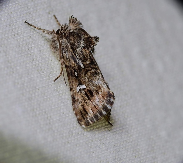 Calophasia lunula - gyújtoványfű-apróbagoly