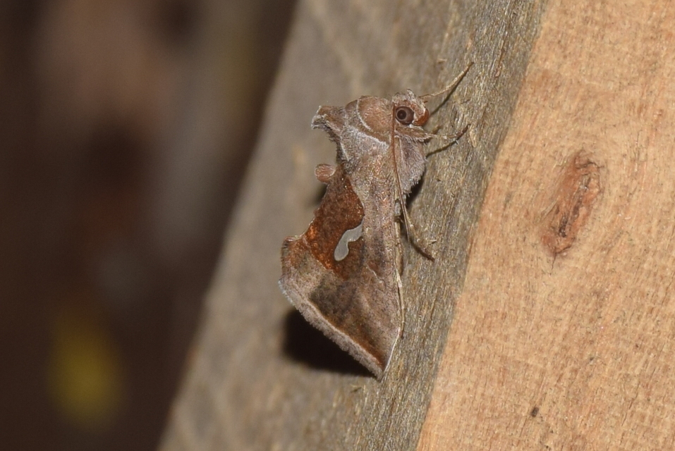 Macdunnoughia confusa - cseppfoltos ezüstbagoly