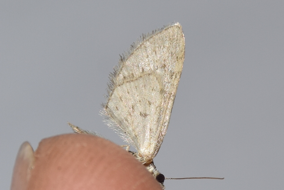 Eupithecia abbreviata - korai törpearaszoló