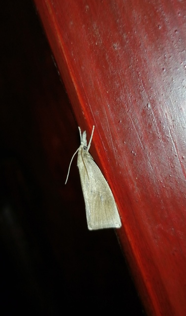 Calamotropha paludella - barna nádlevélmoly