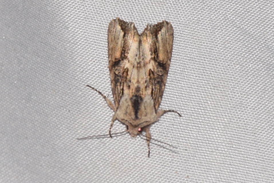 Egira conspicillaris - változékony szürkebagoly