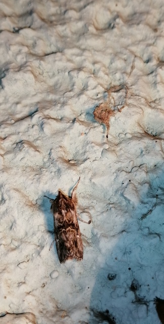 Calophasia lunula - gyújtoványfű-apróbagoly