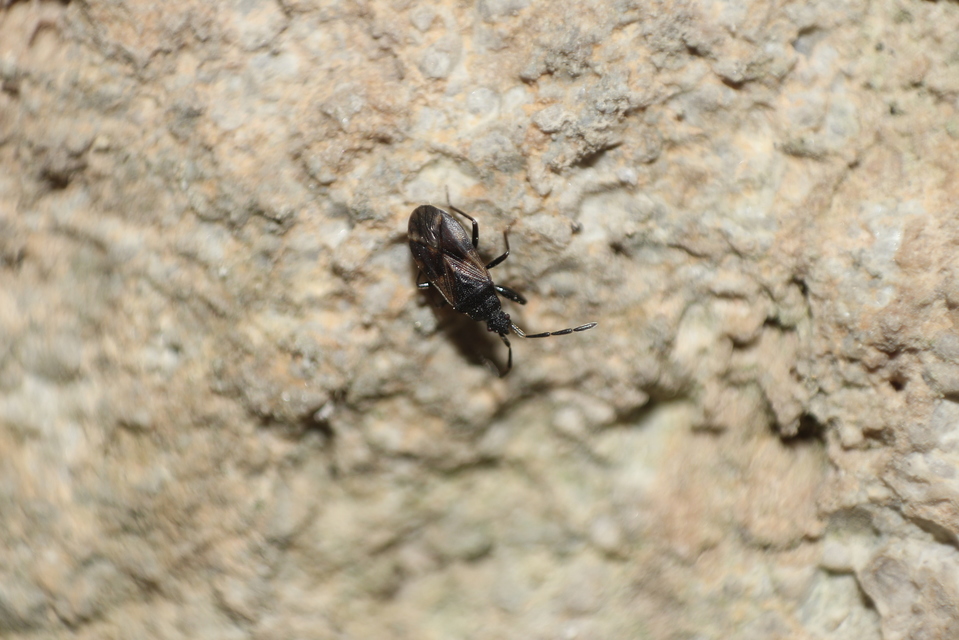 Taphropeltus