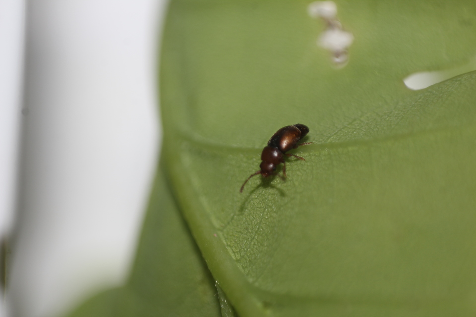 Nitidulidae - fénybogárfélék Nitidulidae - fénybogárfélék