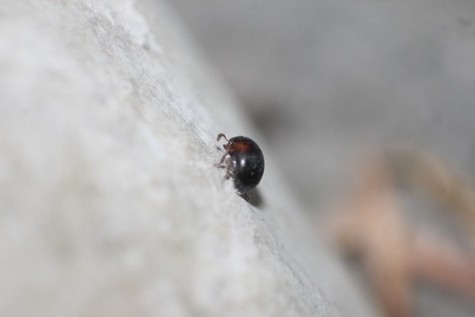 Anisotoma humeralis - vörösvállú gombabogárka Anisotoma humeralis - vörösvállú gombabogárka