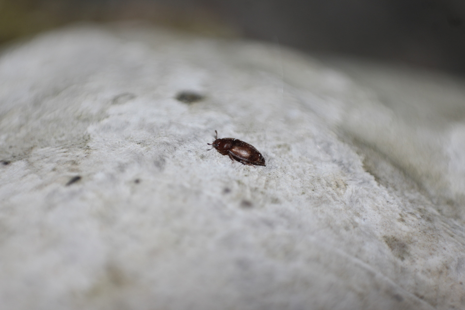 Nitidulidae - fénybogárfélék Nitidulidae - fénybogárfélék
