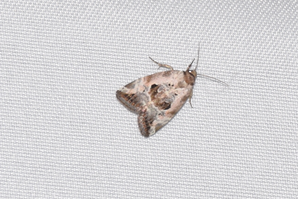Hapalotis venustula - rózsaszínű mázasbagoly