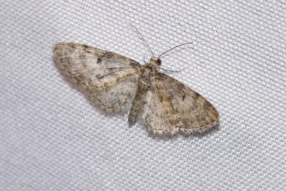 Eupithecia dodoneata - tölgy-törpearaszoló