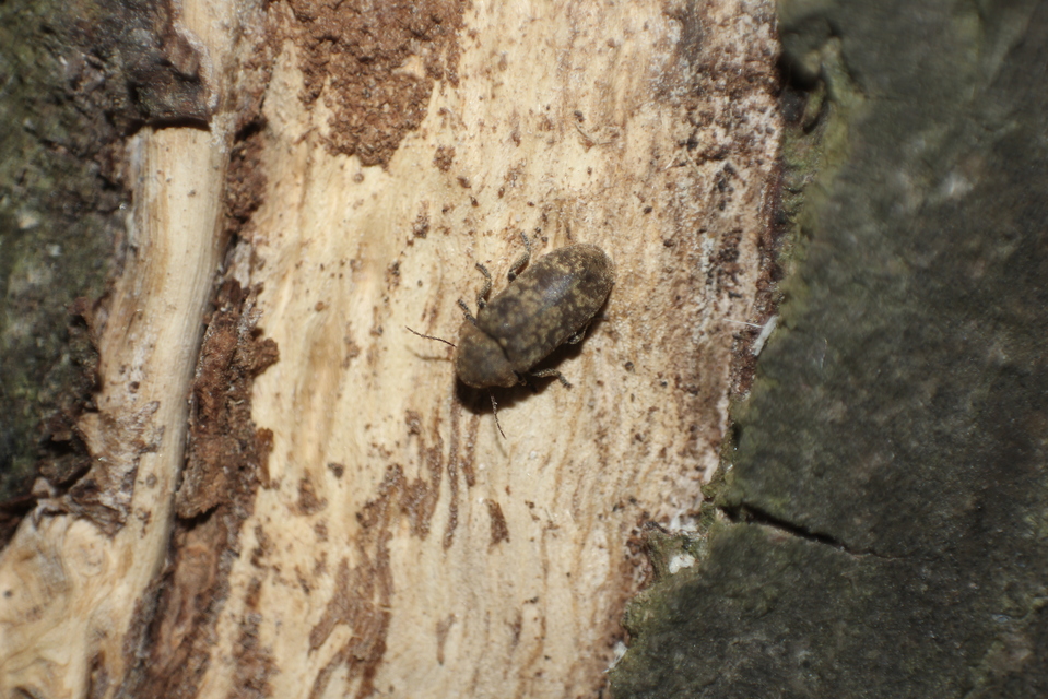 Xestobium rufovillosum - nagy álszú