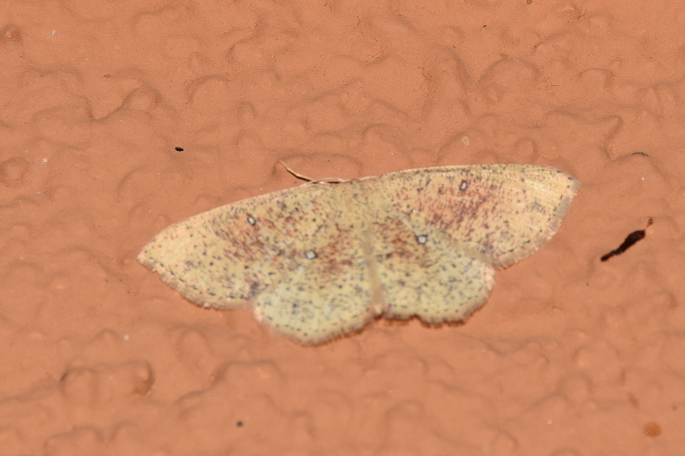 Cyclophora porata - körös pettyesaraszoló