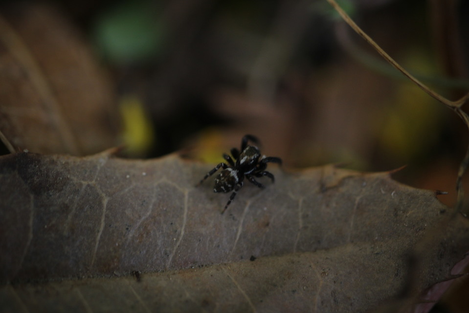 Pseudeuophrys obsoleta - barna ugrópók