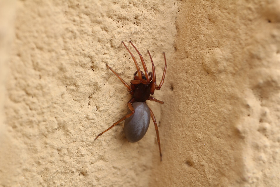 Dysderidae - fojtópókok