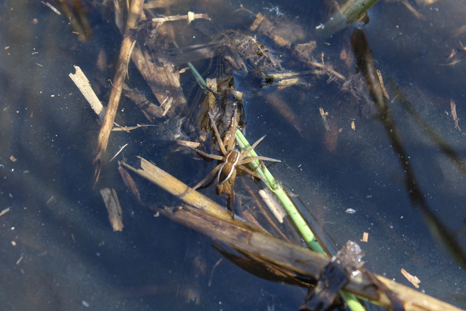 Dolomedes fimbriatus - szegélyes vidrapók
