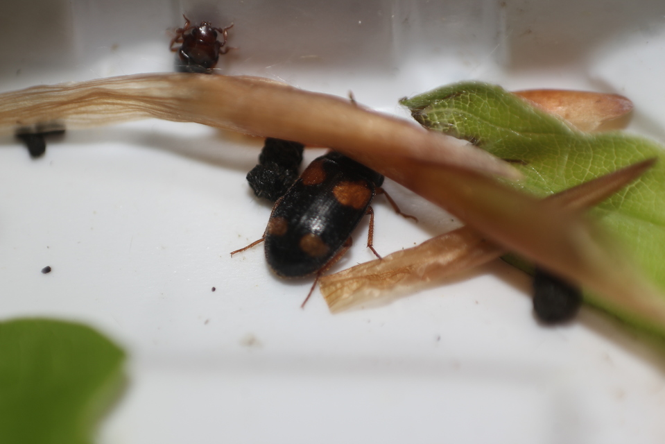 Mycetophagus quadripustulatus - négyfoltos gombabogár