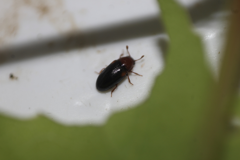 Dacne bipustulata - vállfoltos tarbogár