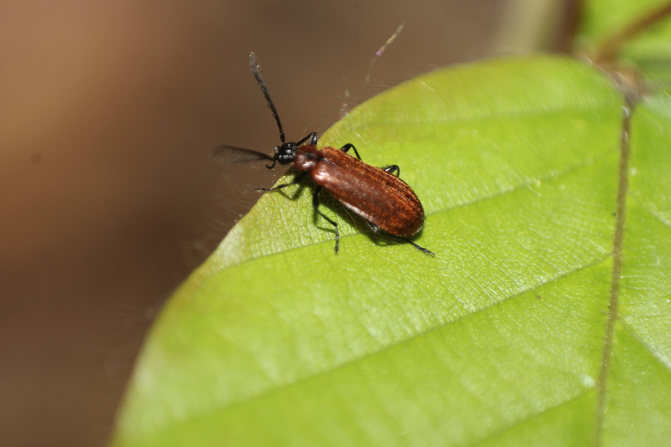 Schizotus pectinicornis - kis bíborbogár