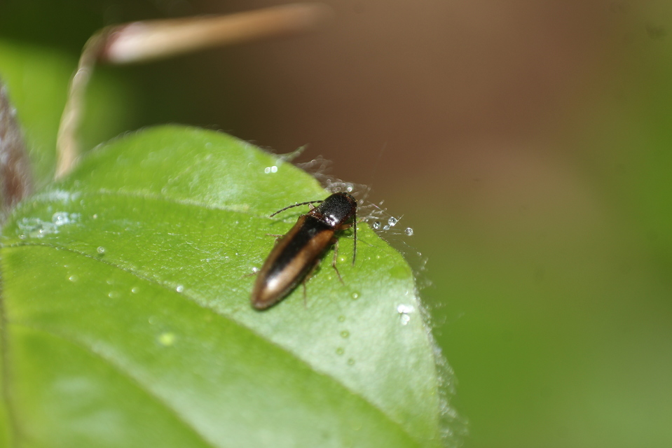 Dalopius marginatus - szegélyes pattanó
