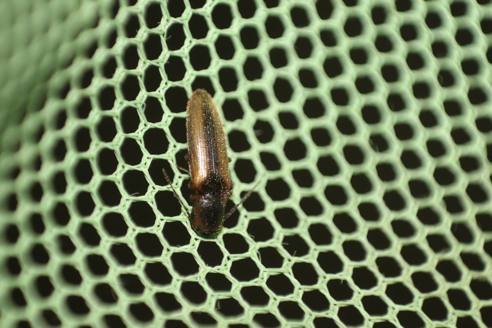 Dalopius marginatus - szegélyes pattanó