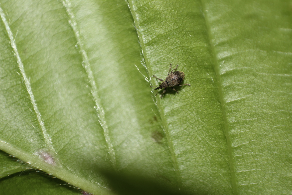 Trichopterapion holosericeum - gyertyánmag-cickányormányos Trichopterapion holosericeum - gyertyánmag-cickányormányos