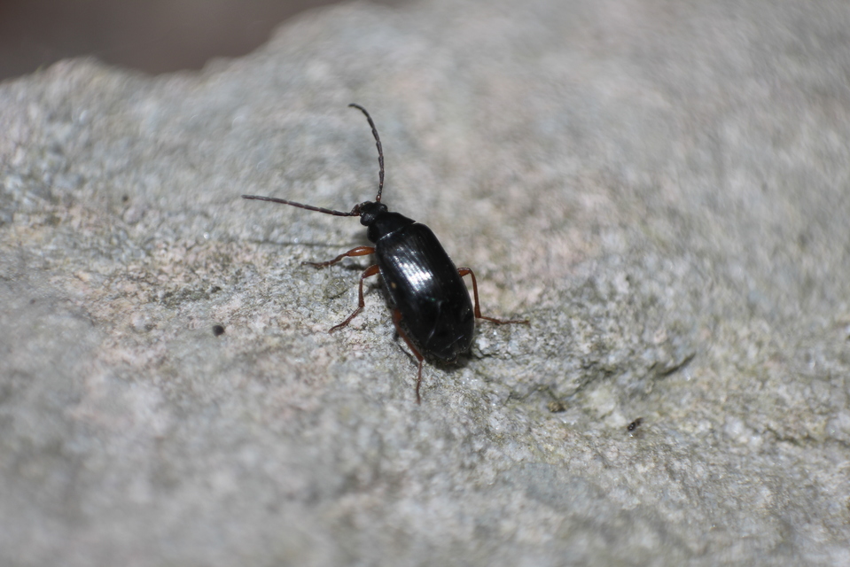 Gonodera luperus - gyászos alkonybogár