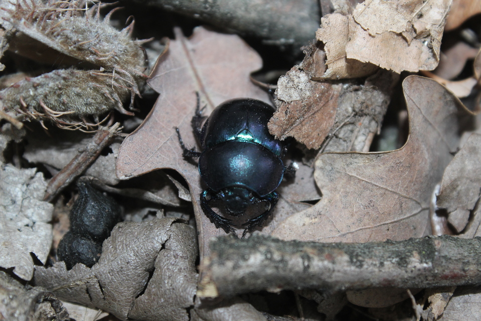 Trypocopris vernalis - tavaszi álganéjtúró