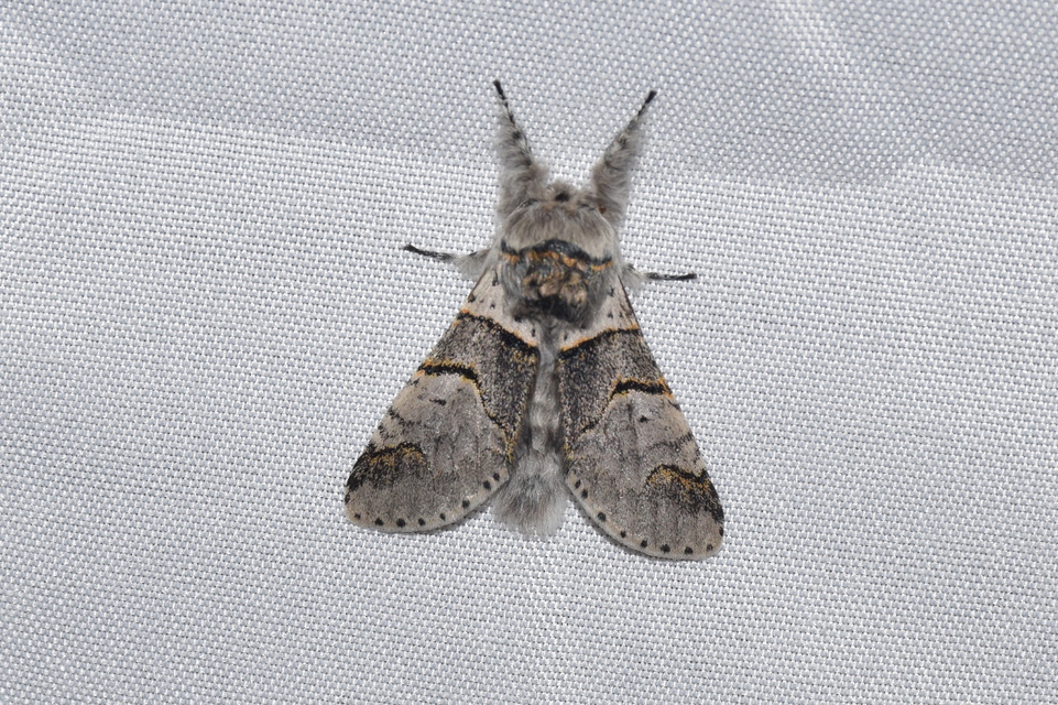Furcula bifida - kis púposszövő