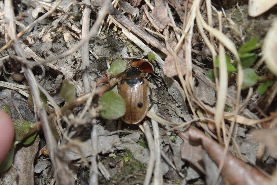 Dendroxena quadrimaculata - négypettyes dögbogár