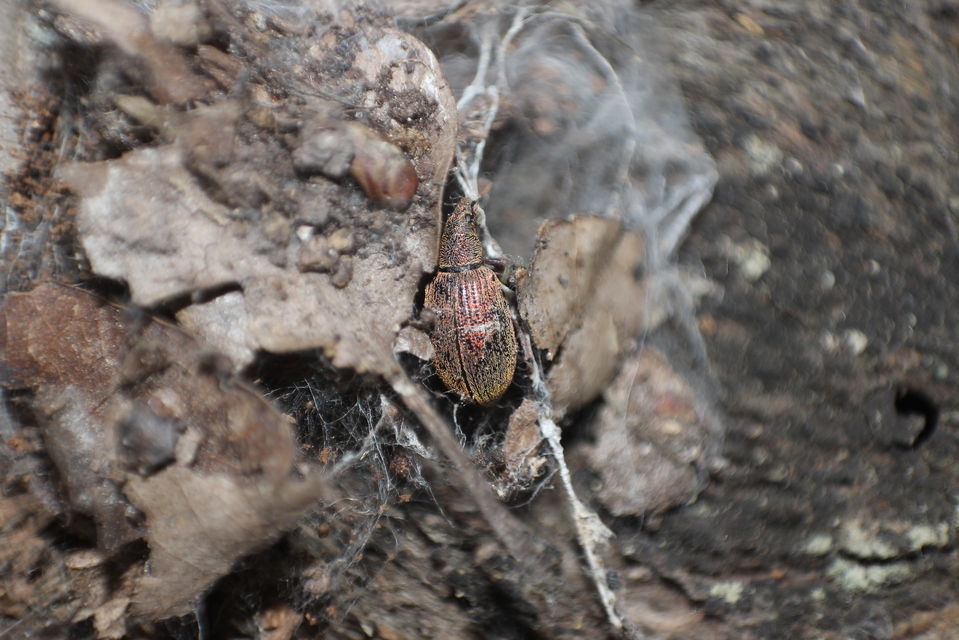 Polydrusus mollis - termetes lombormányos