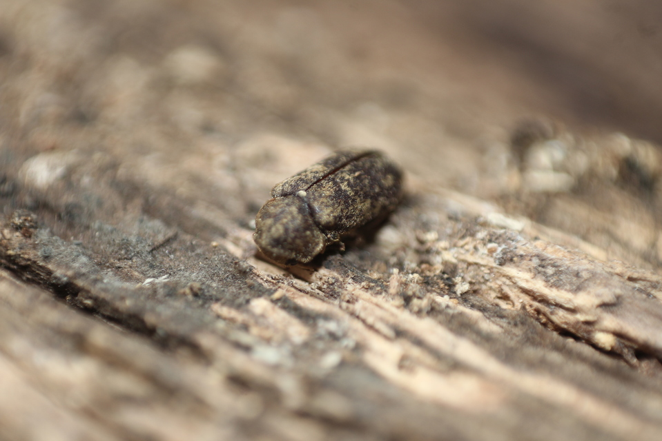 Xestobium rufovillosum - nagy álszú