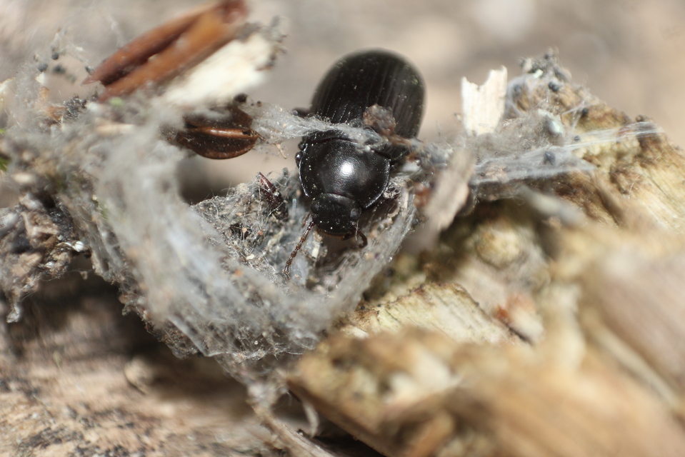 Nalassus dermestoides - rövidszárnyú gyászbogár