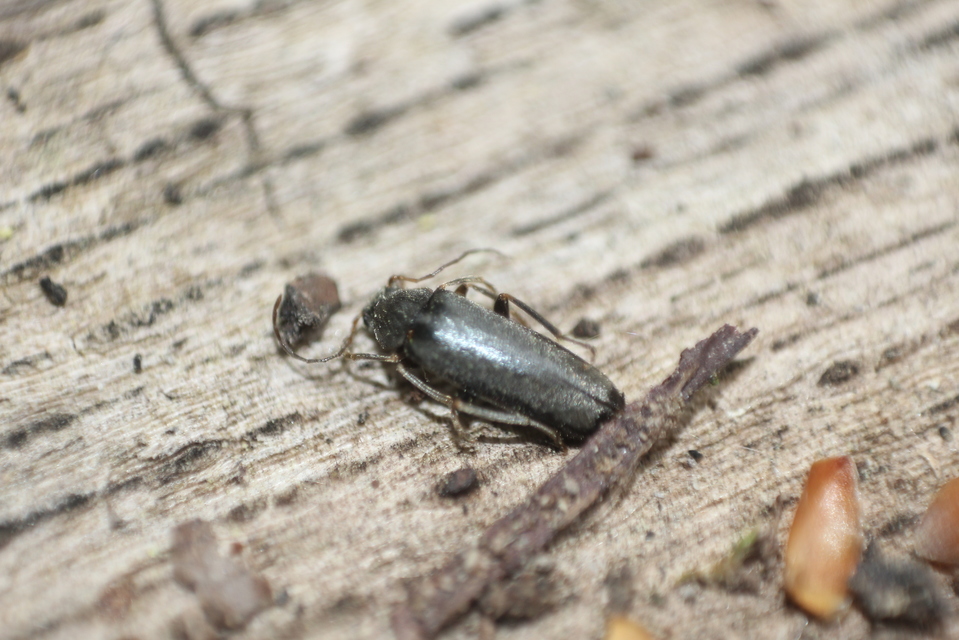 Osphya bipunctata - kétalakú komorka