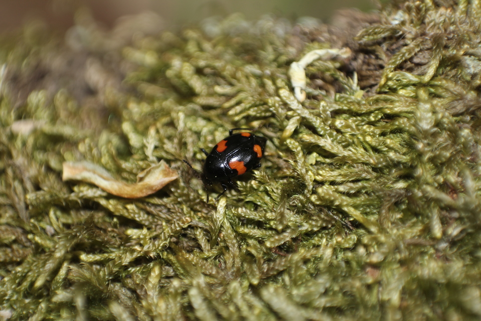 Scaphidium quadrimaculatum - négyfoltos sajkabogár