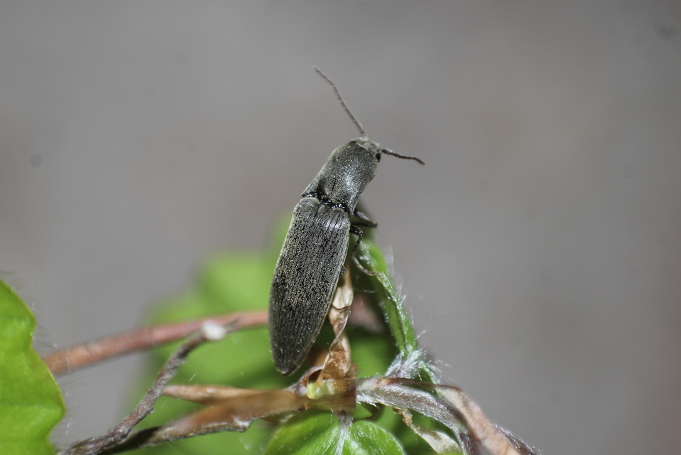 Agriotes pilosellus - erdei pattanó