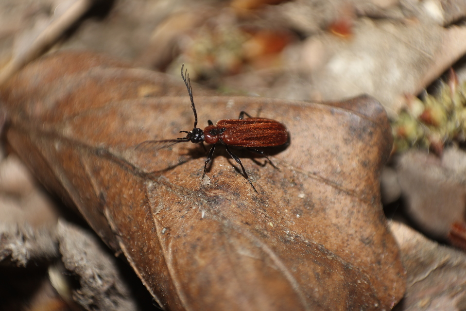 Schizotus pectinicornis - kis bíborbogár
