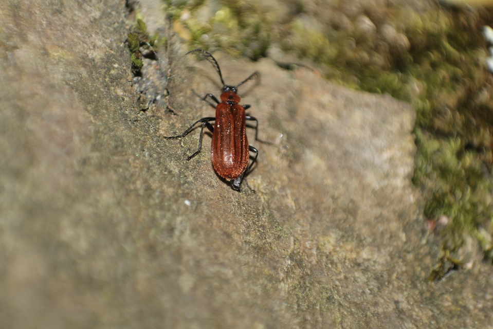 Schizotus pectinicornis - kis bíborbogár