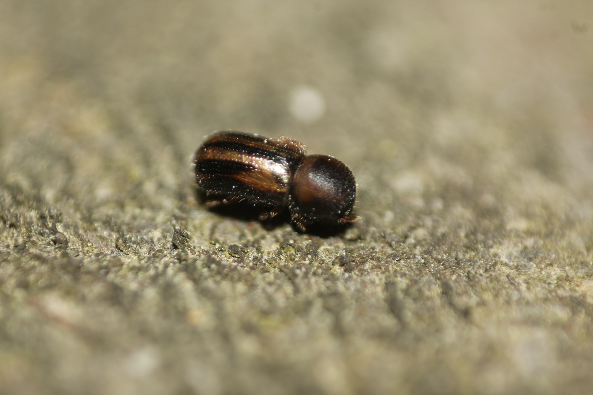Trypodendron signatum - feketesávos szú
