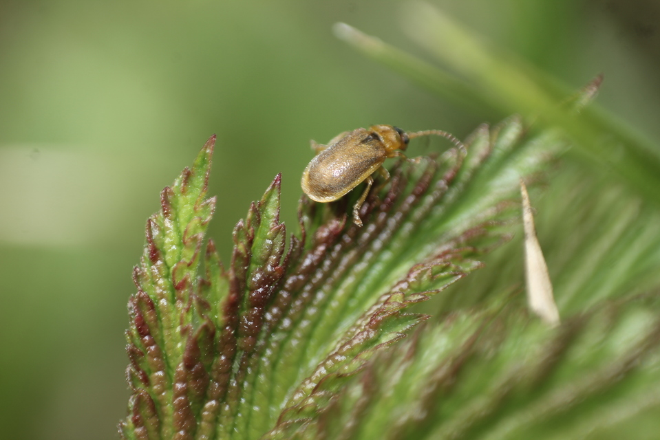 Galerucella