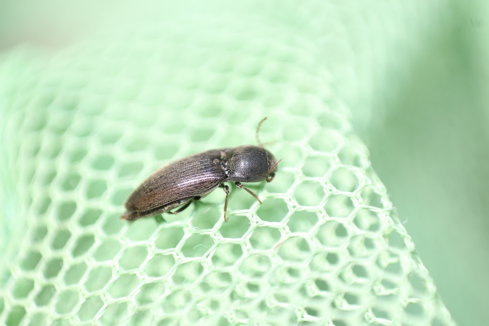 Agriotes