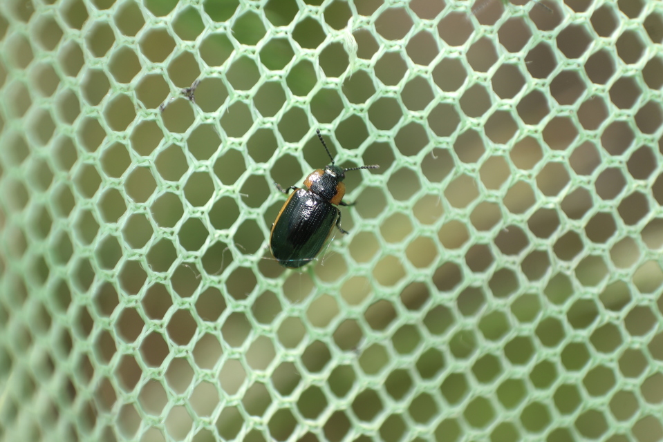 Prasocuris marginella - szegélyes boglárkalevelész