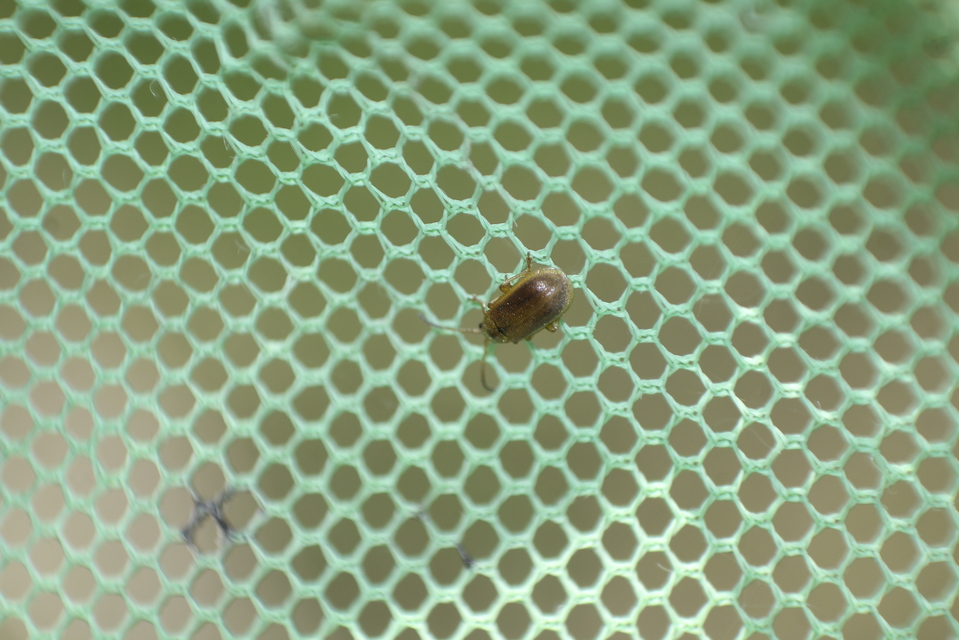 Galerucella